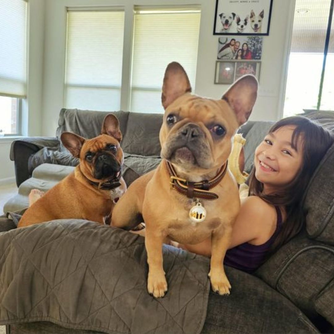 Girl smiles, sits with two fawn French Bulldogs on a gray couch.