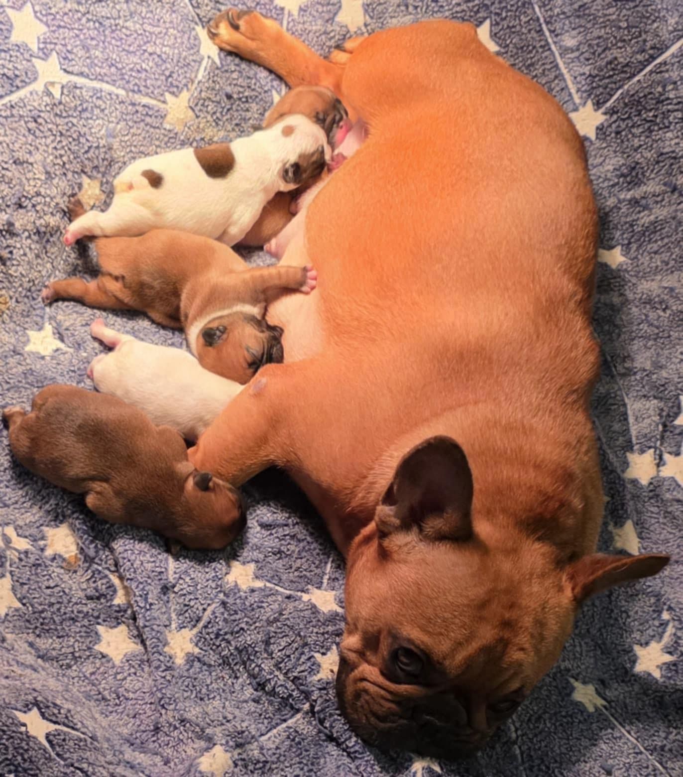 Brown dog nursing several small puppies on a blue blanket with star patterns.