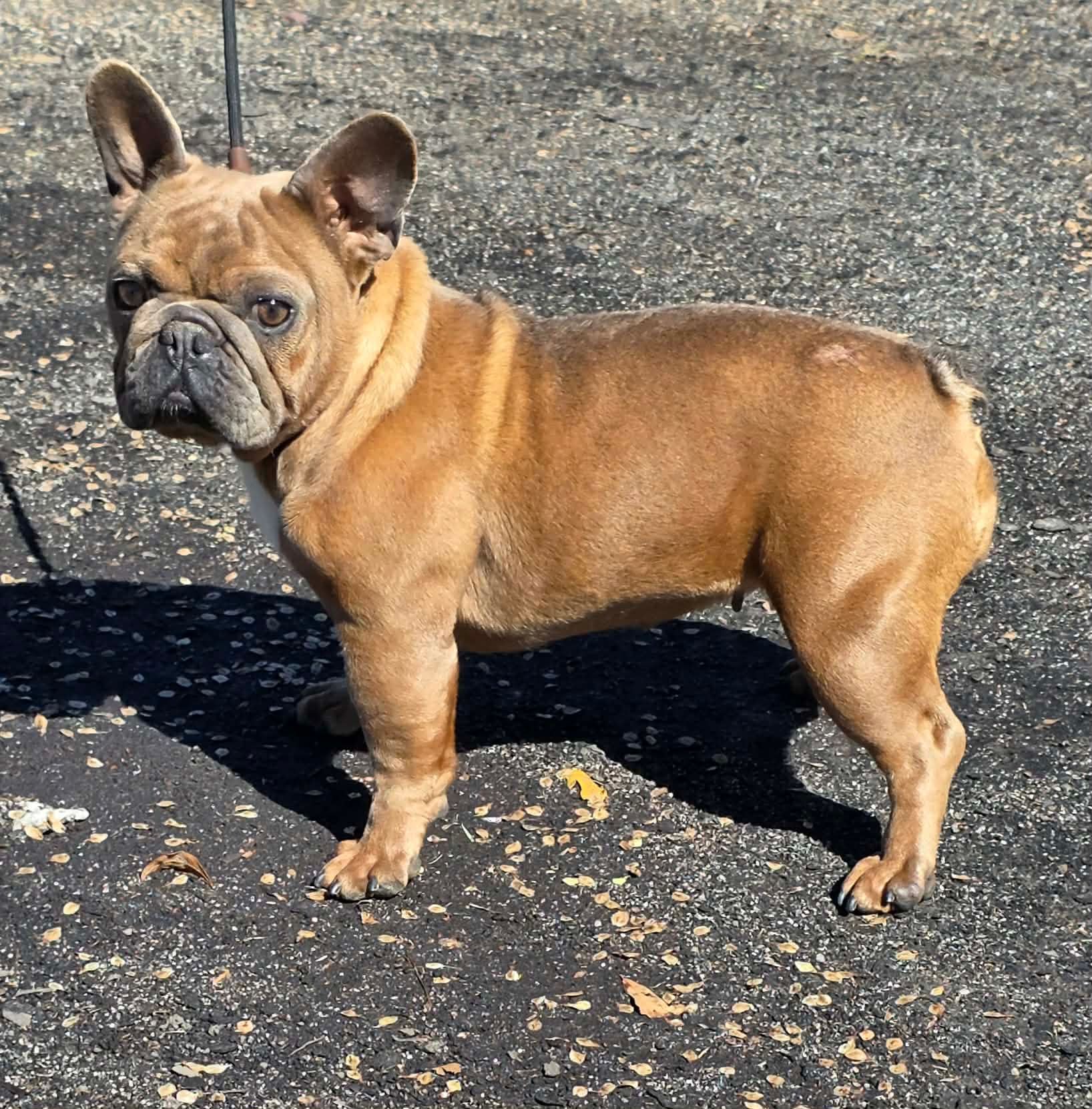 Brown French bulldog standing on asphalt, looking at the camera.