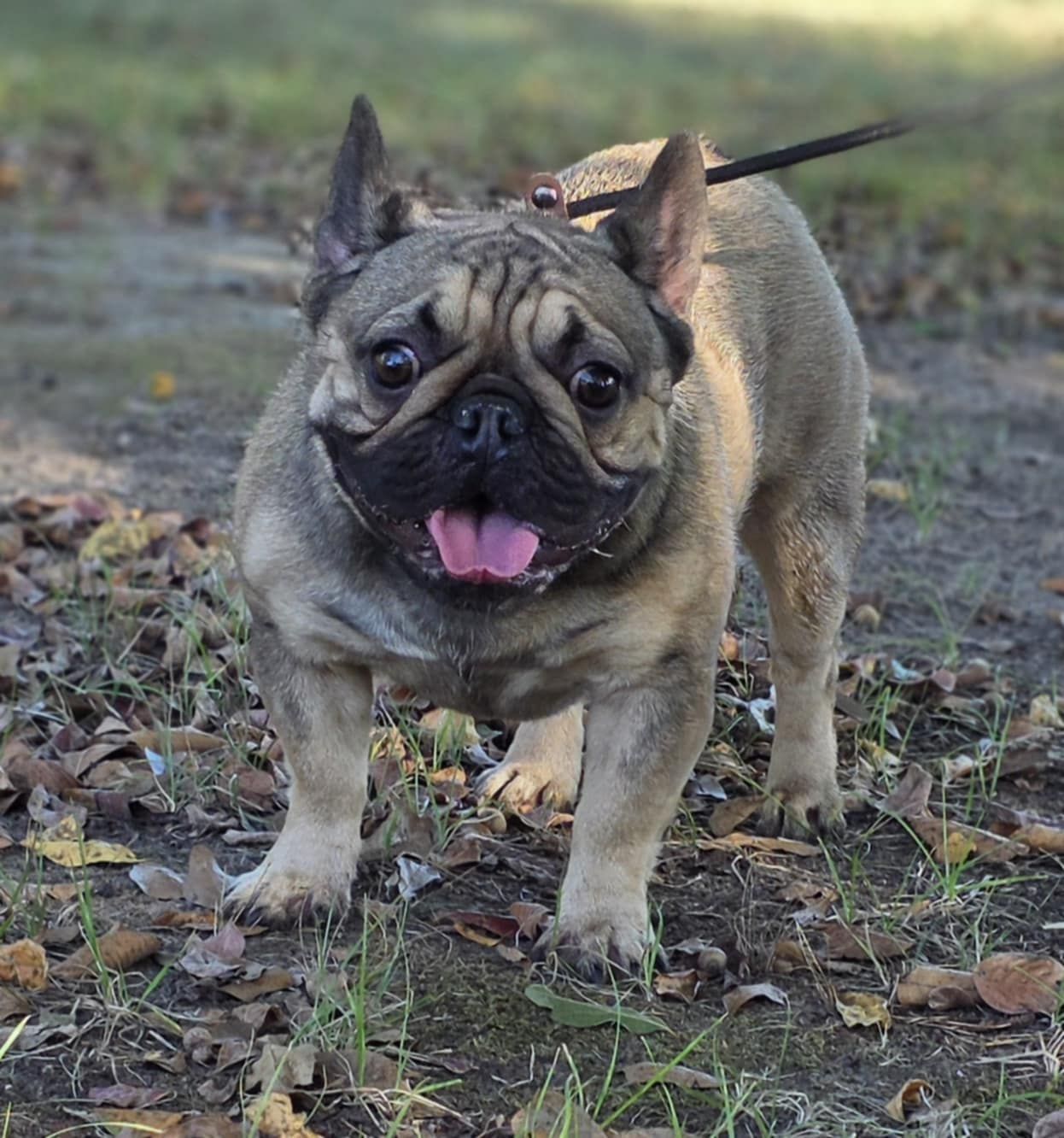 French bulldog with a tan and grey coat, standing outside, panting with a happy expression.