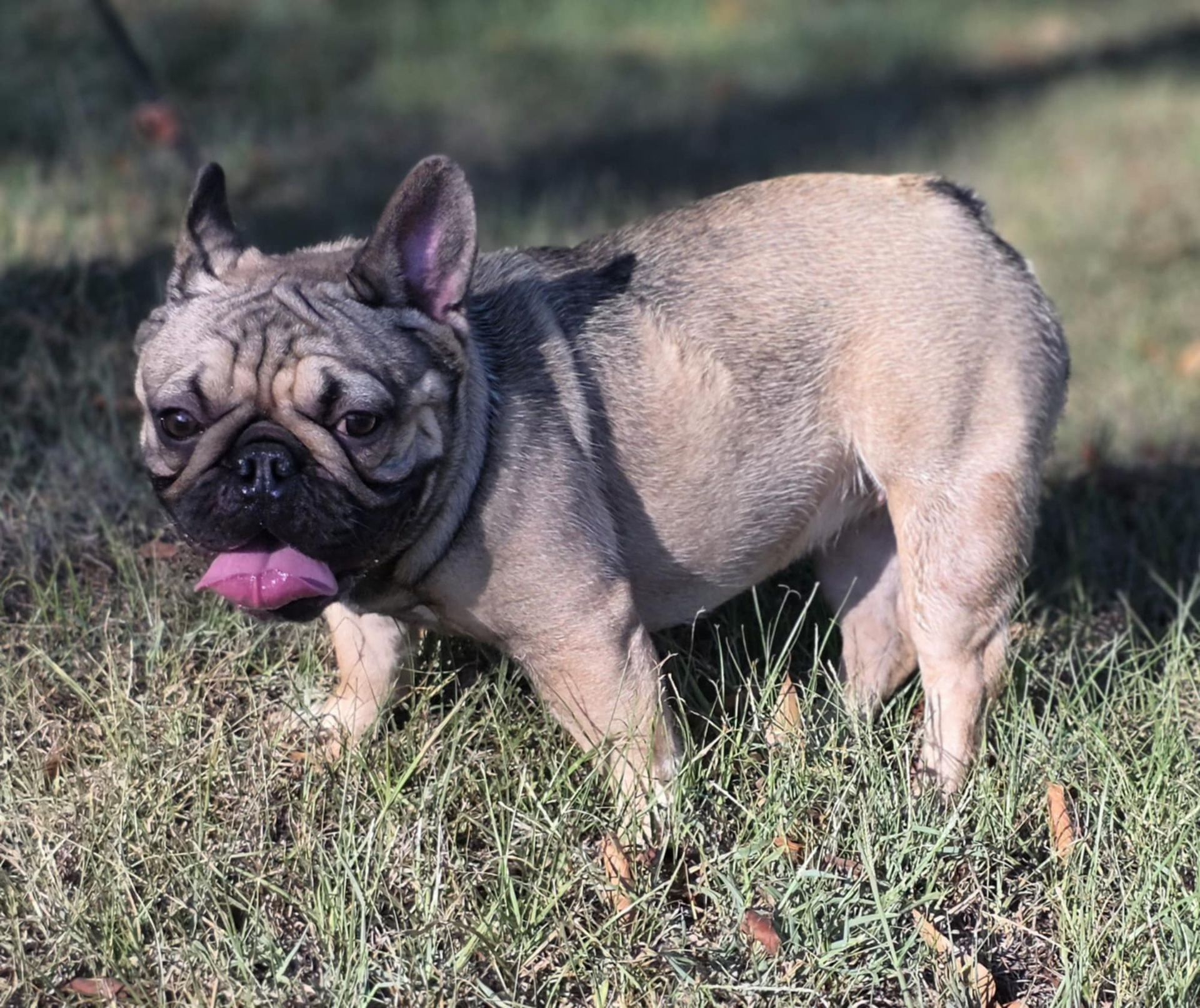 A tan French Bulldog with a pink tongue sticking out, standing in grass.