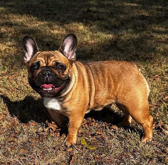 Tan French Bulldog standing in a grassy area, smiling with tongue out.