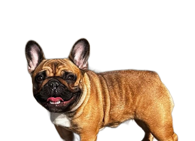 French bulldog with grey fur, head tilted, looking up with a curious expression.