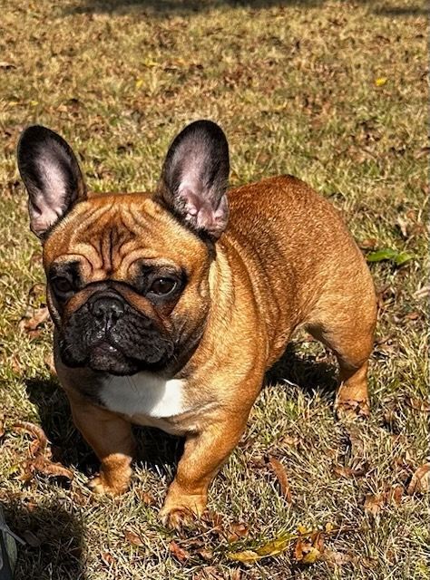 French bulldog with brown and black fur, standing in grass.