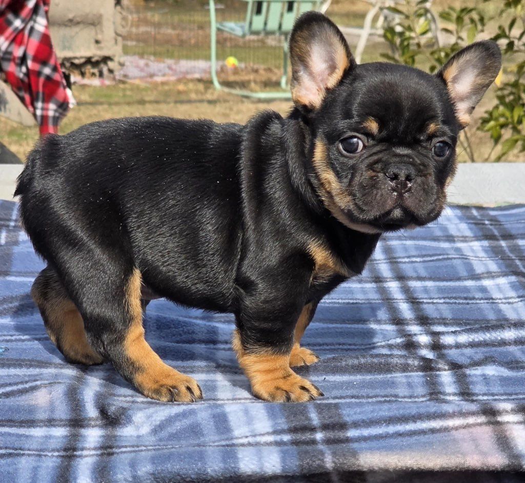 French bulldog peeking out from behind a black outline of Texas.