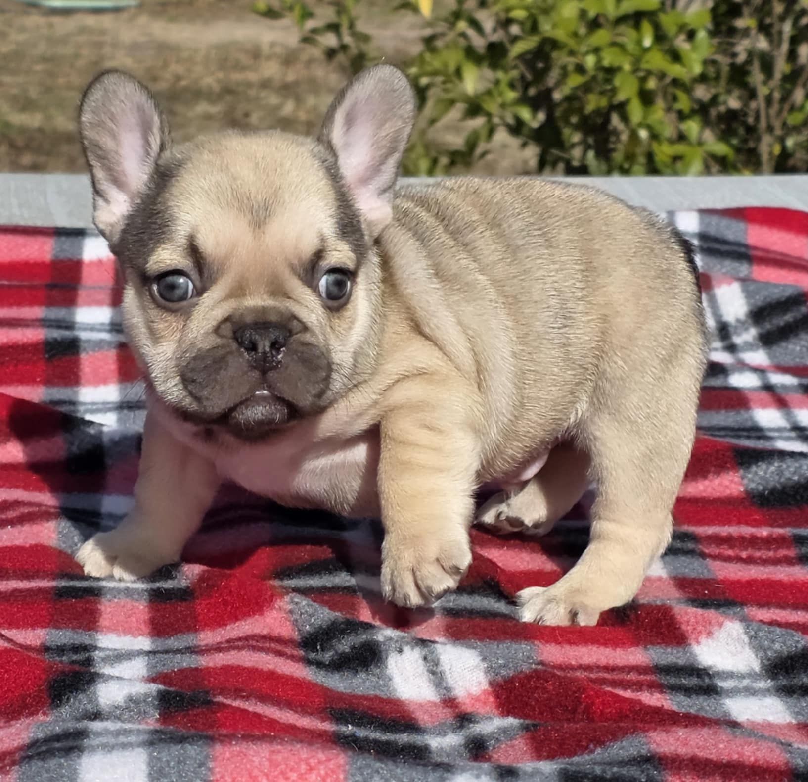 French bulldog peeking out from behind a black outline of Texas.
