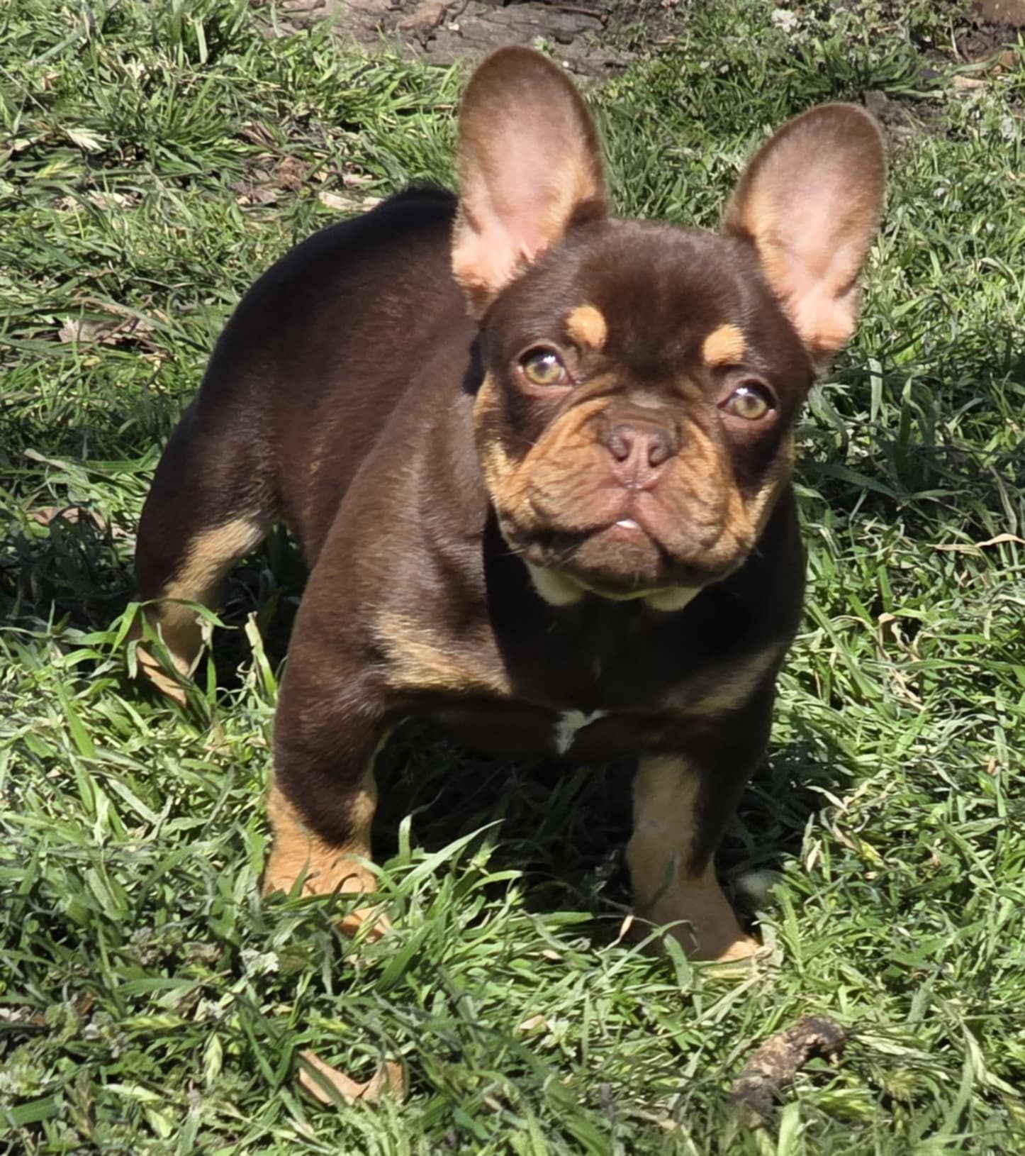 Brown-and-tan French bulldog puppy standing on grass in sunlight