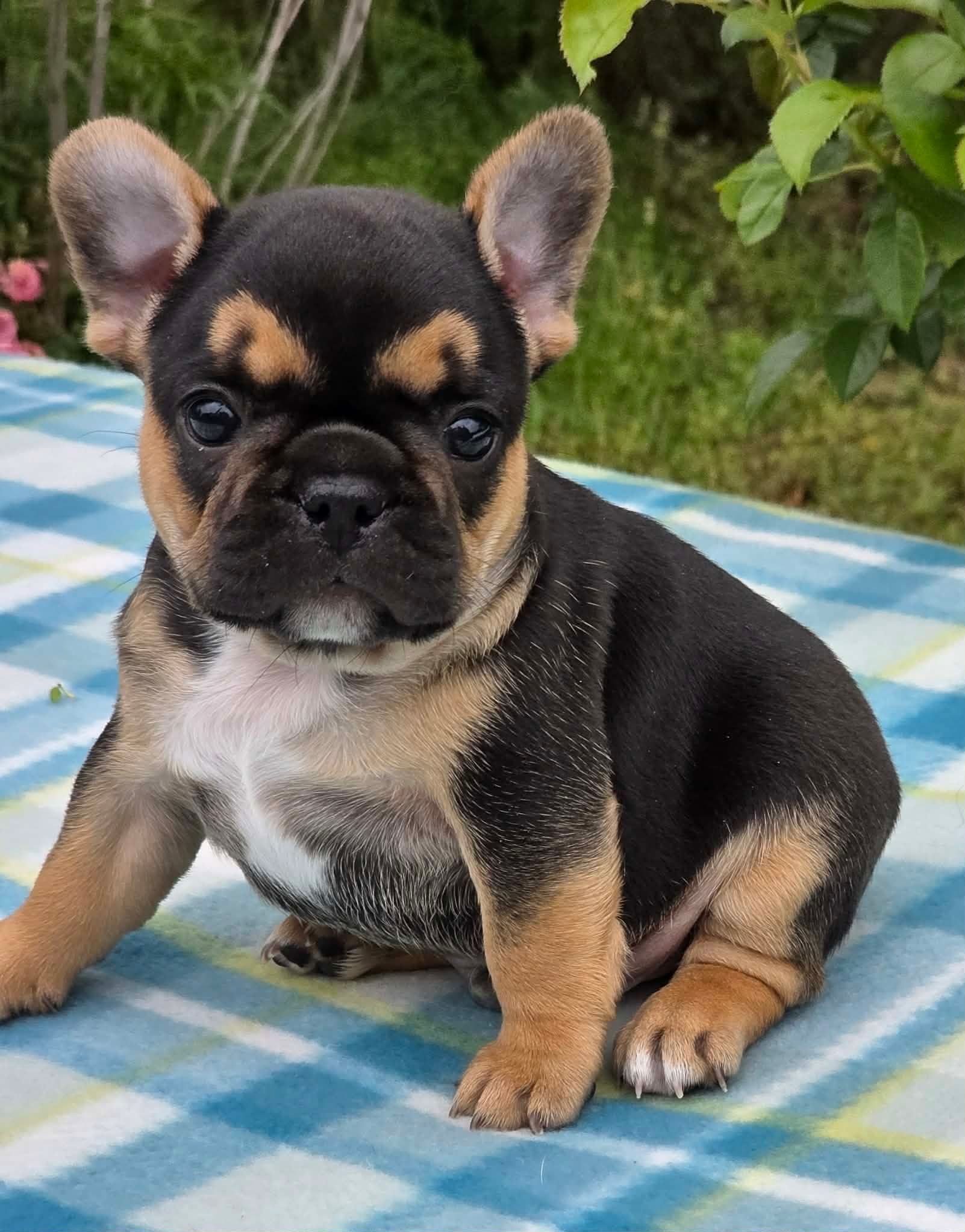 Small black-and-tan French bulldog puppy sitting on a blue checkered blanket outdoors.