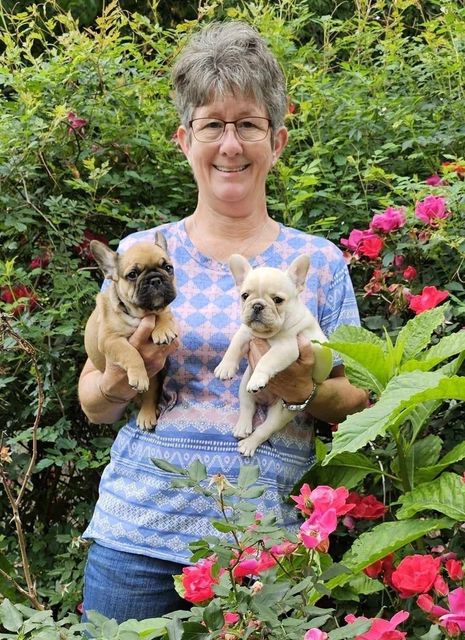 Woman holding two French bulldog puppies in a garden with pink roses.