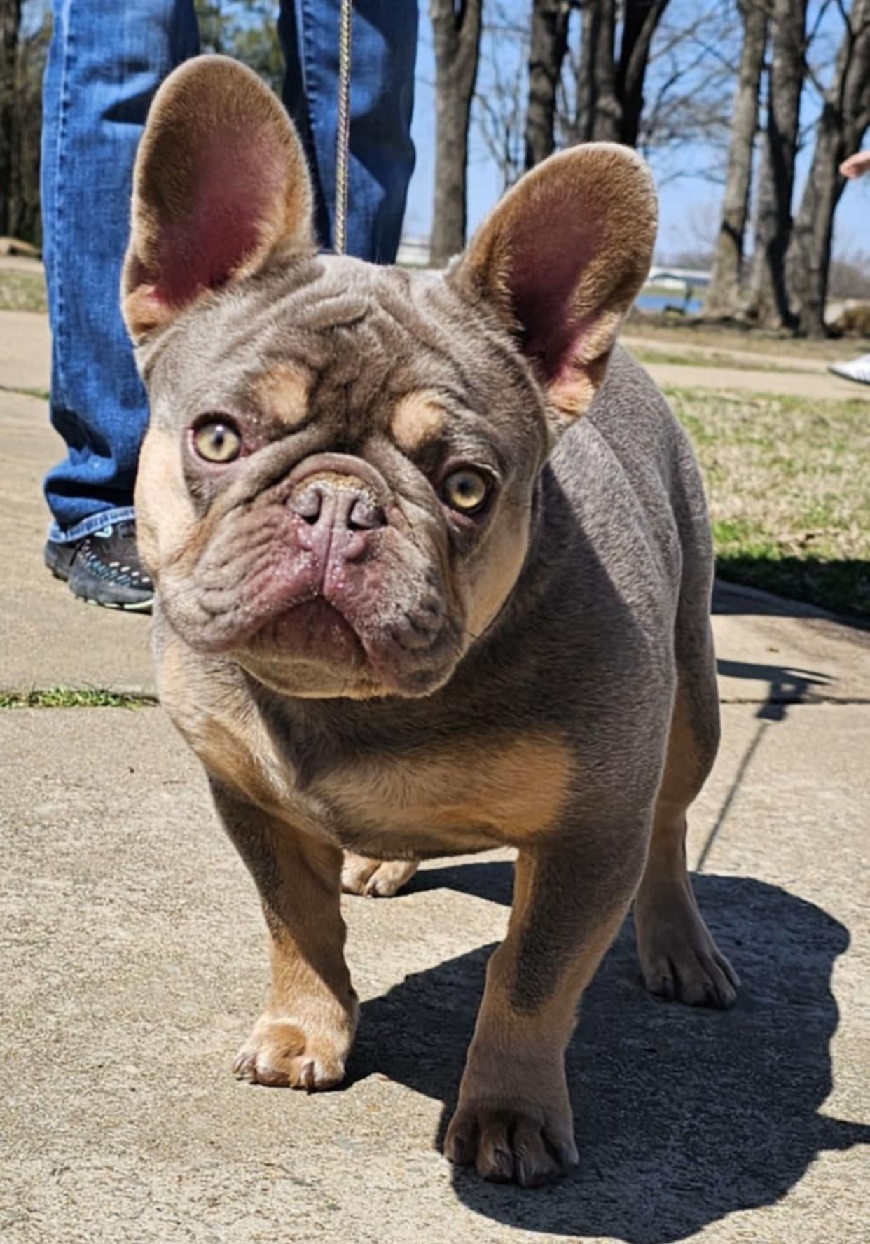 French Bulldog with tan and blue fur standing on concrete, held by a leash.