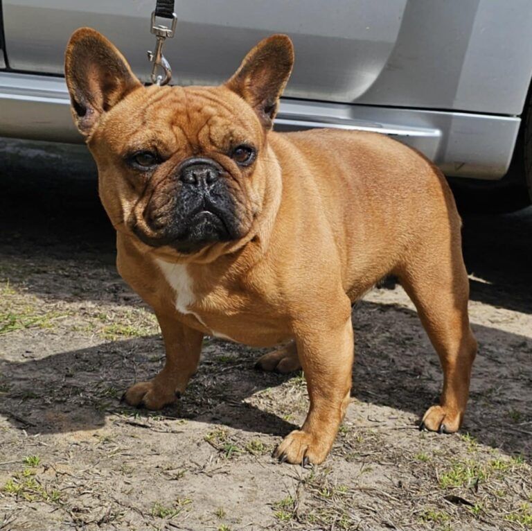 Brown French Bulldog on leash, with a serious expression, stands on dirt.