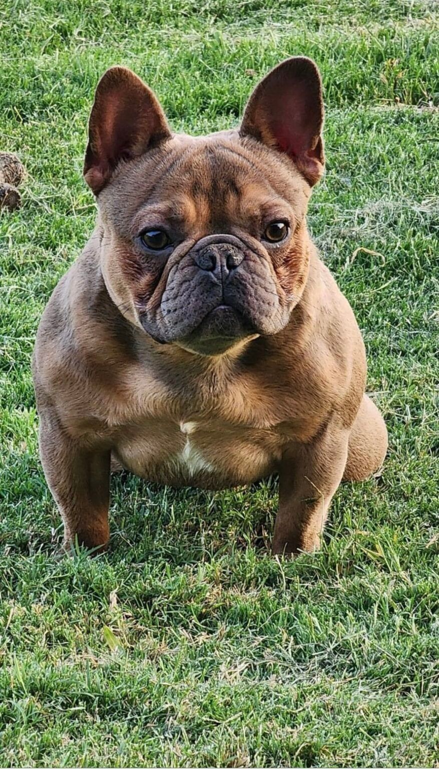 Brown French bulldog sitting in grass, looking forward.