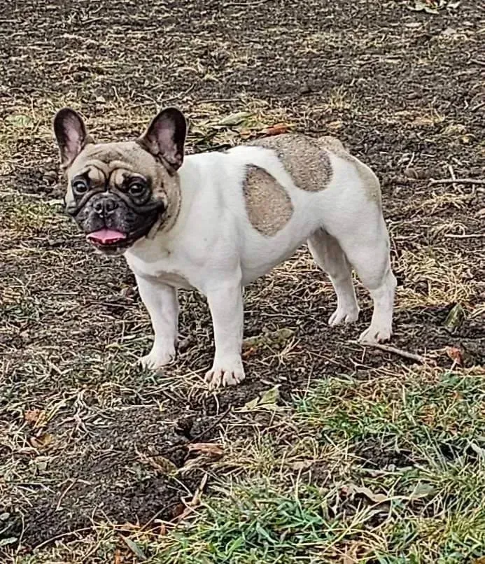 French bulldog with brown patches on a white coat stands outside, tongue out.
