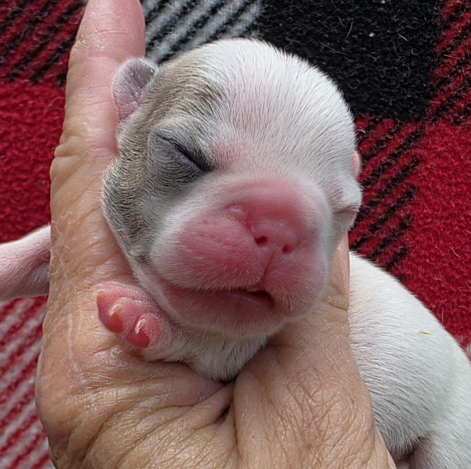 Newborn puppy with closed eyes, held gently in a person's hand. White and grey fur, pink nose, on a red plaid blanket.
