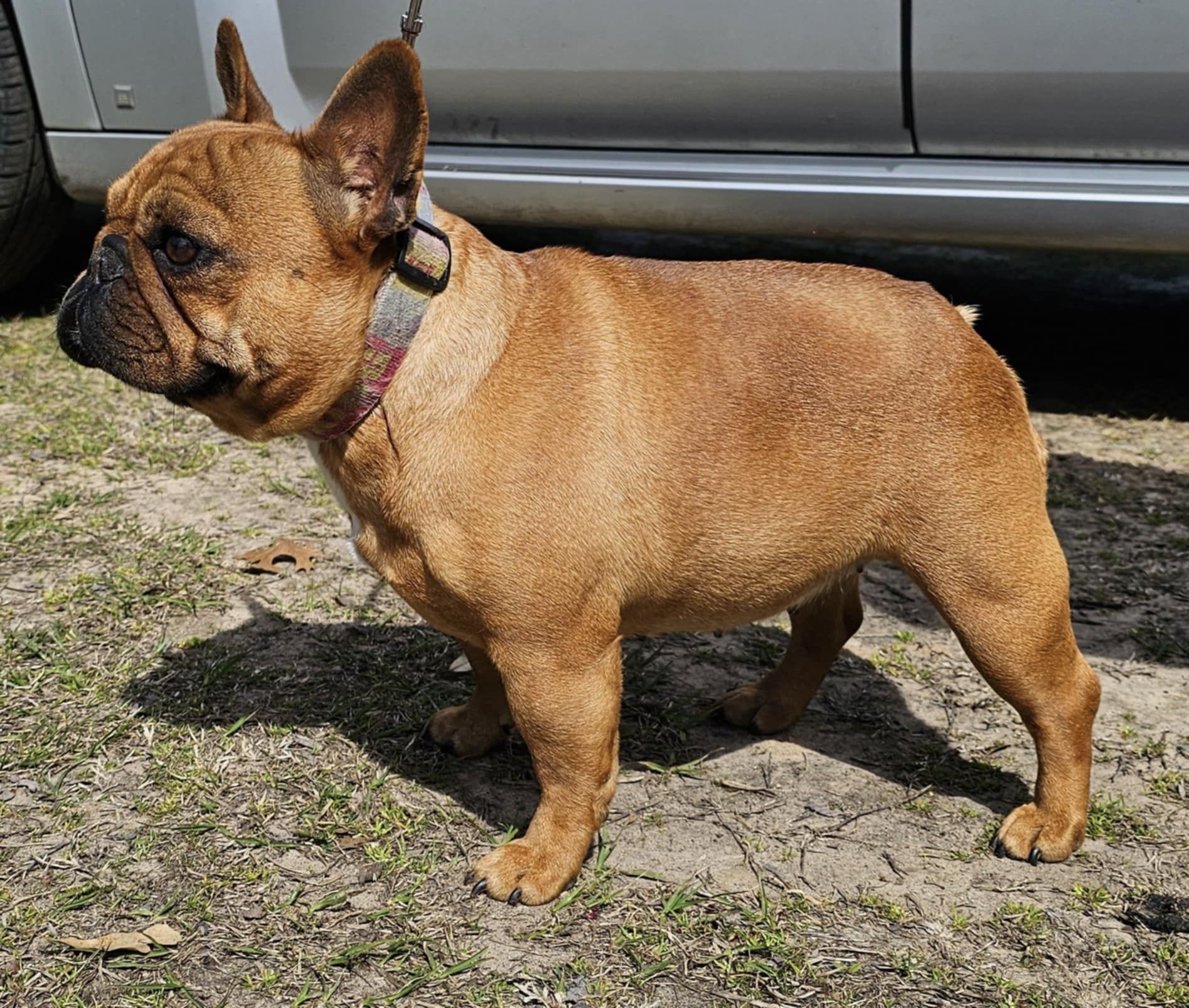 Brown French Bulldog standing on grass, wearing a collar, near a vehicle.