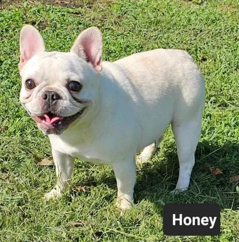 French bulldog named Honey stands on grass, smiling with mouth open.