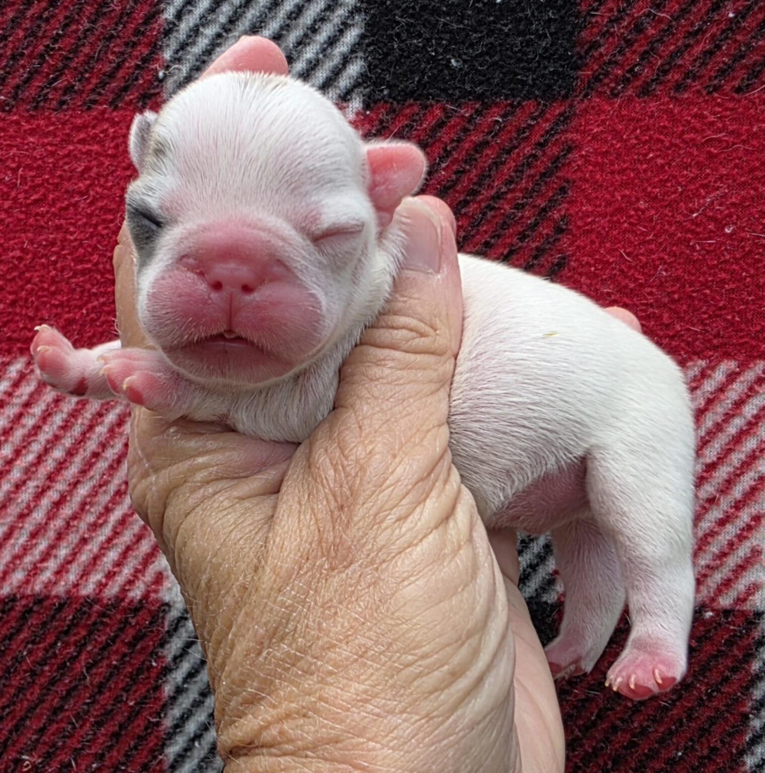 Newborn white puppy with closed eyes in a human hand, on a red plaid blanket.