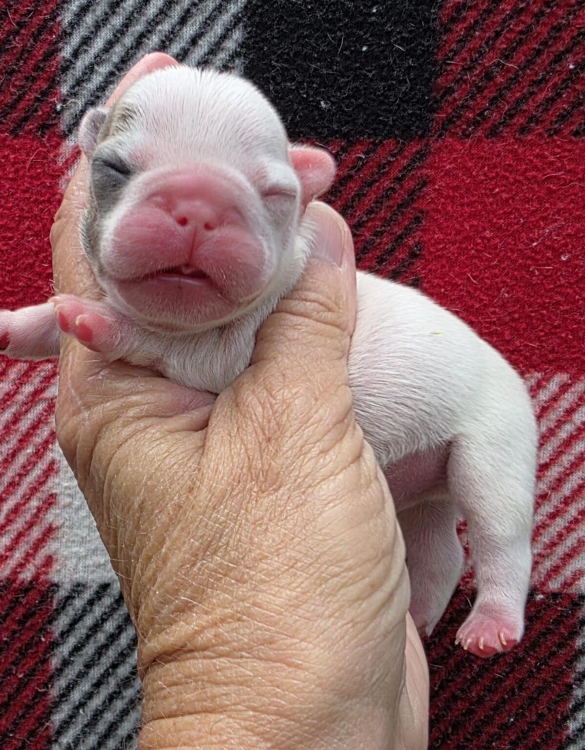 Newborn white French bulldog puppy held in a hand; on red and black plaid.
