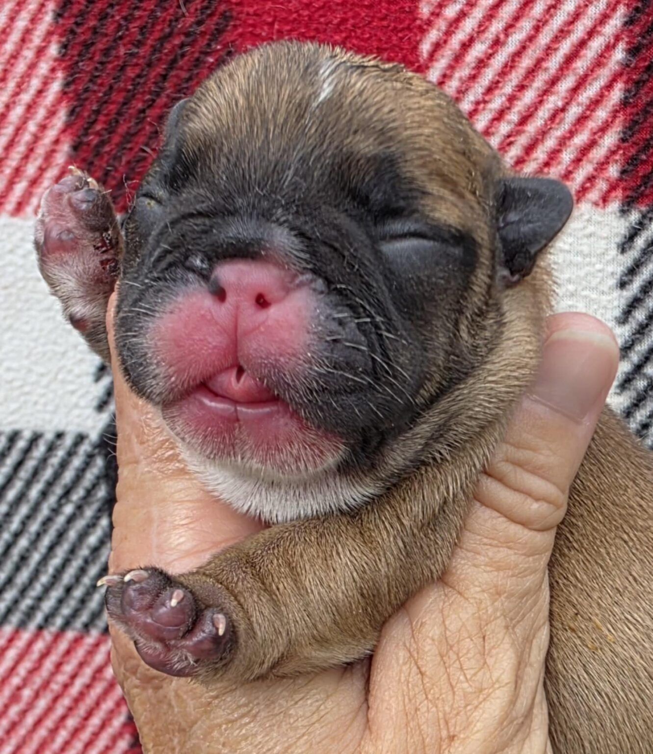 Newborn puppy with closed eyes, held in a hand, against a red and white plaid blanket.