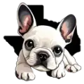 White French bulldog puppy in front of a Texas outline; big eyes, cute expression.