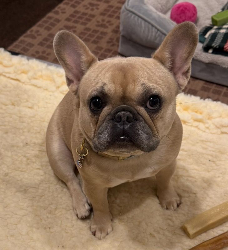 Tan French bulldog sitting on a cream rug, looking at the camera.