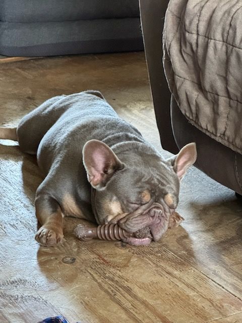French bulldog resting on a wooden floor, snoring with its toy.