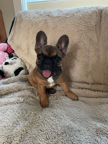 Brown and black French Bulldog puppy with a pink tongue, sitting on a fluffy blanket.