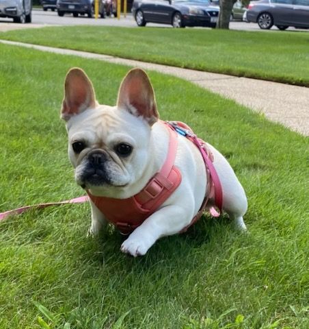 White French bulldog in a pink harness on grass, looking forward. Sidewalk and street in the background.