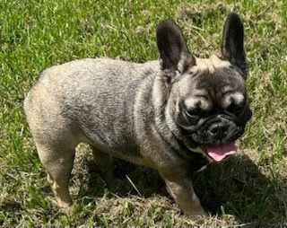 French bulldog with tan and black fur, standing in green grass with its tongue out.