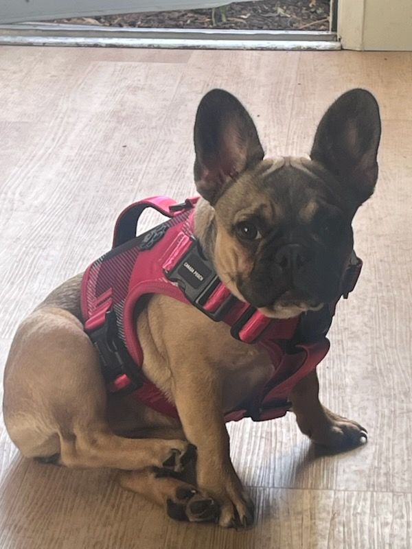 French bulldog puppy wearing a pink harness sits on a wood floor, looking forward.