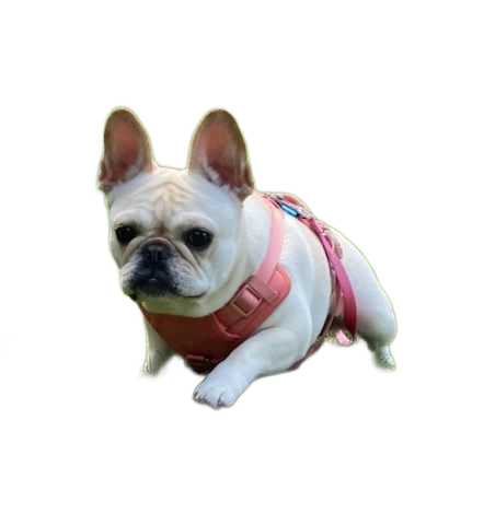 French bulldog puppy with head tilted, looking curious.