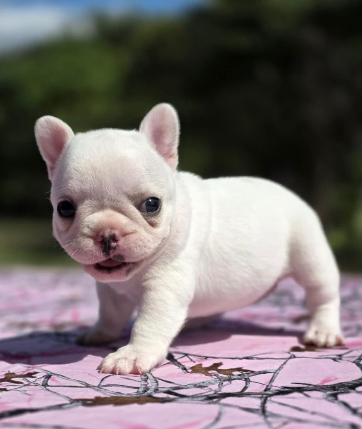 White French Bulldog puppy on a pink patterned surface, with a blurred outdoor background.
