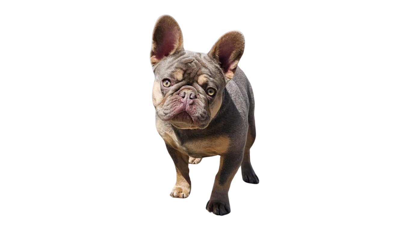 Blue French bulldog with tilted head, looking up inquisitively; white background.
