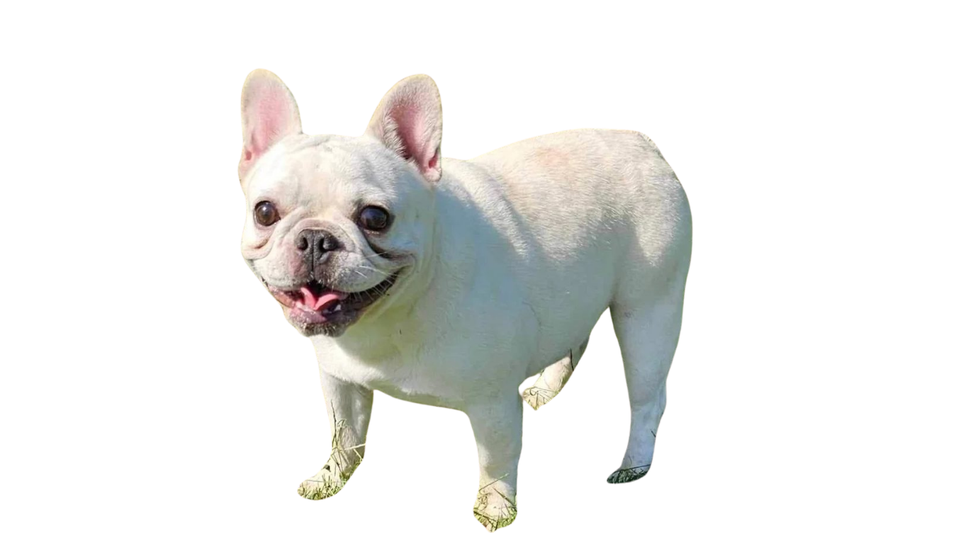 French bulldog puppy with head tilted, looking curious.