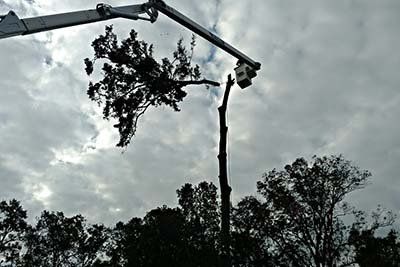 Tree Maintenance — Man in a Crane Cutting a Tall Tree in Savannah, GA