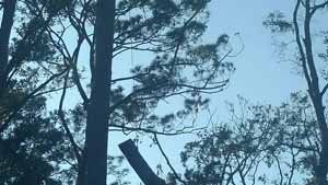 Trees silhouetted against a hazy blue sky; a cut-off tree trunk is visible near the bottom.