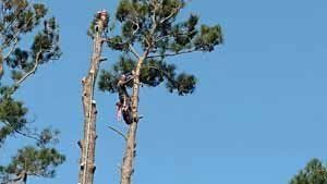 Two tree climbers trimming a tall pine tree under a blue sky.