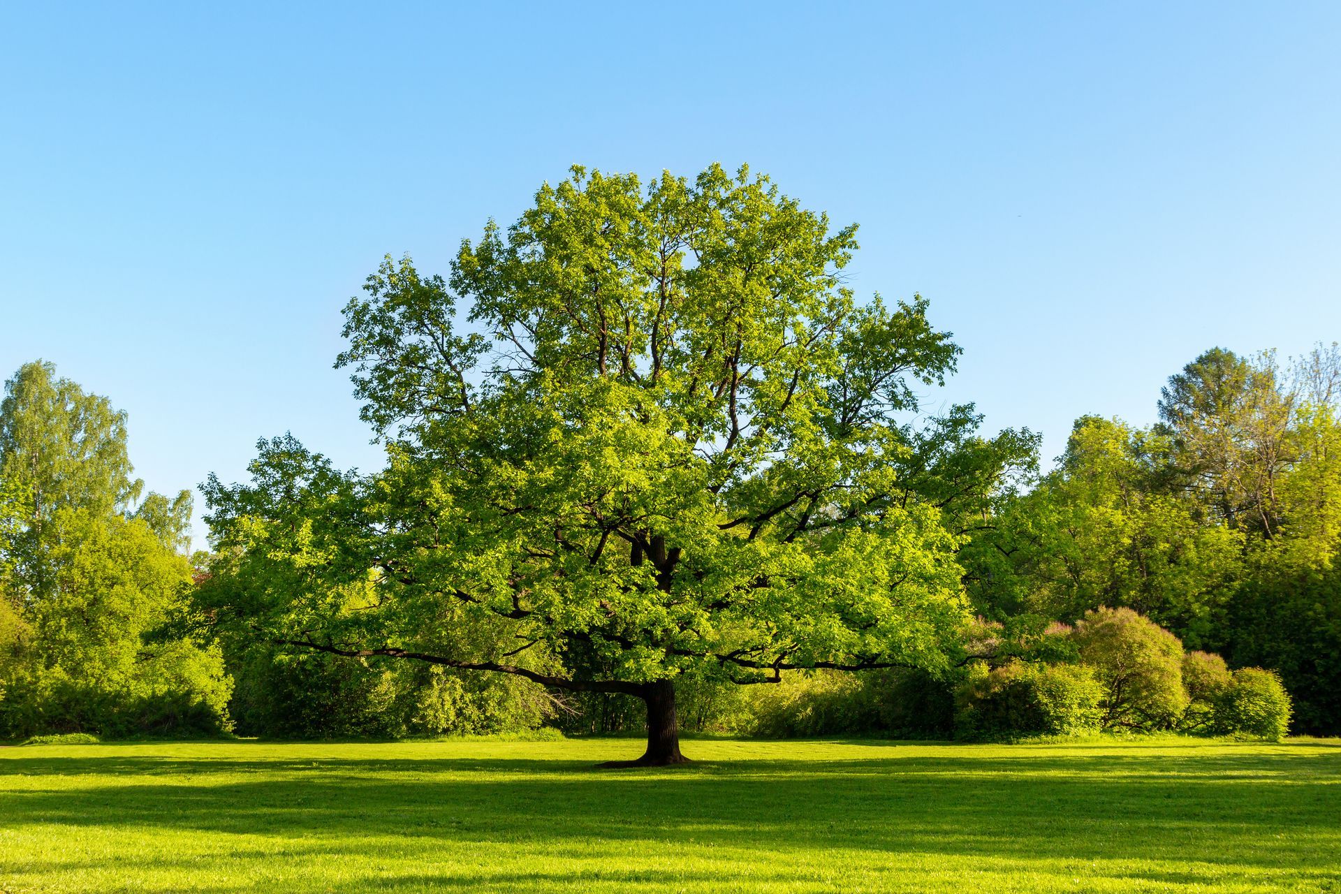 Large tree in a green field, surrounded by other trees and a blue sky. - Savanna Southbridge