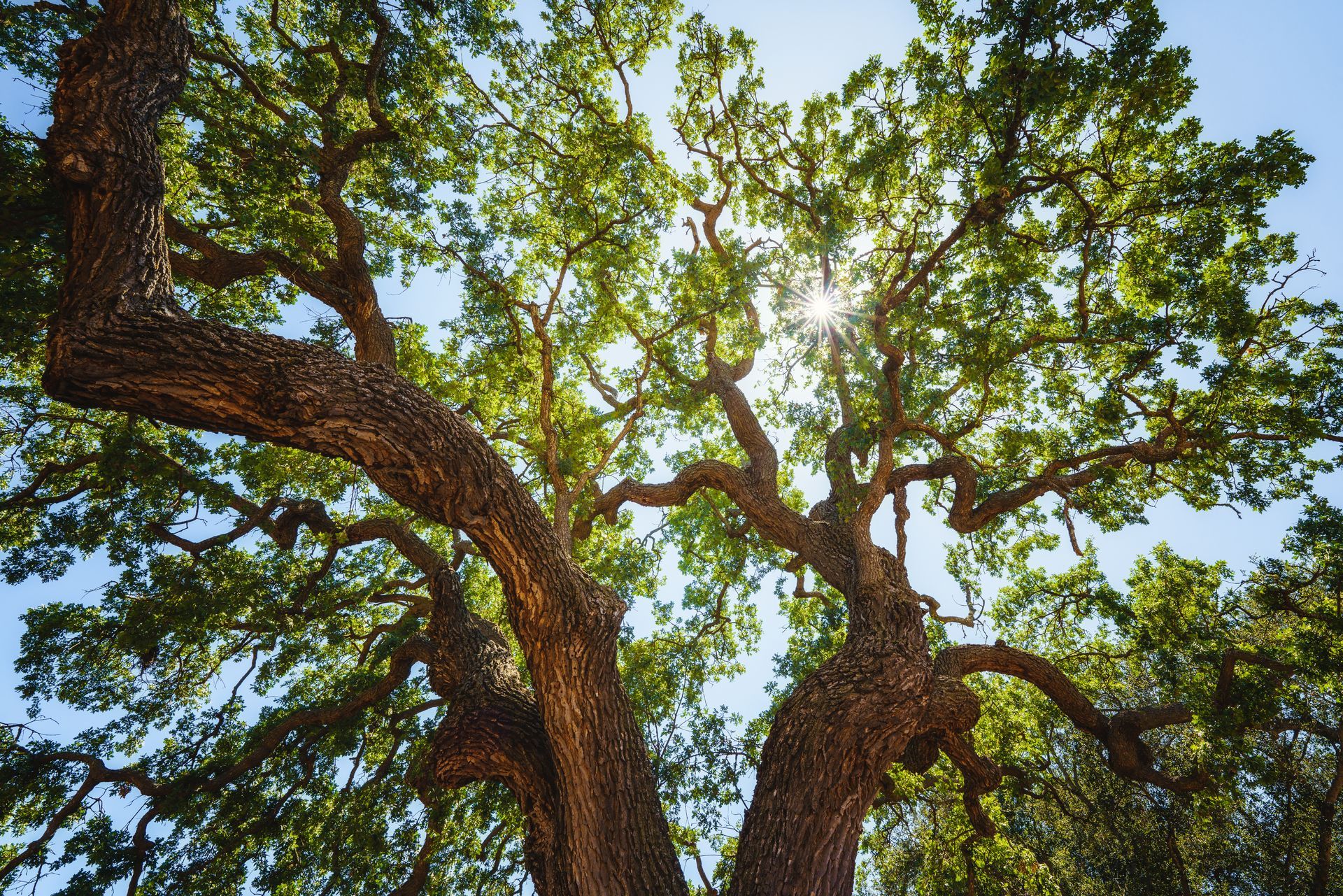 Sun shining through the green leaves and branches of a large tree, blue sky. - Skidaway Island, GA