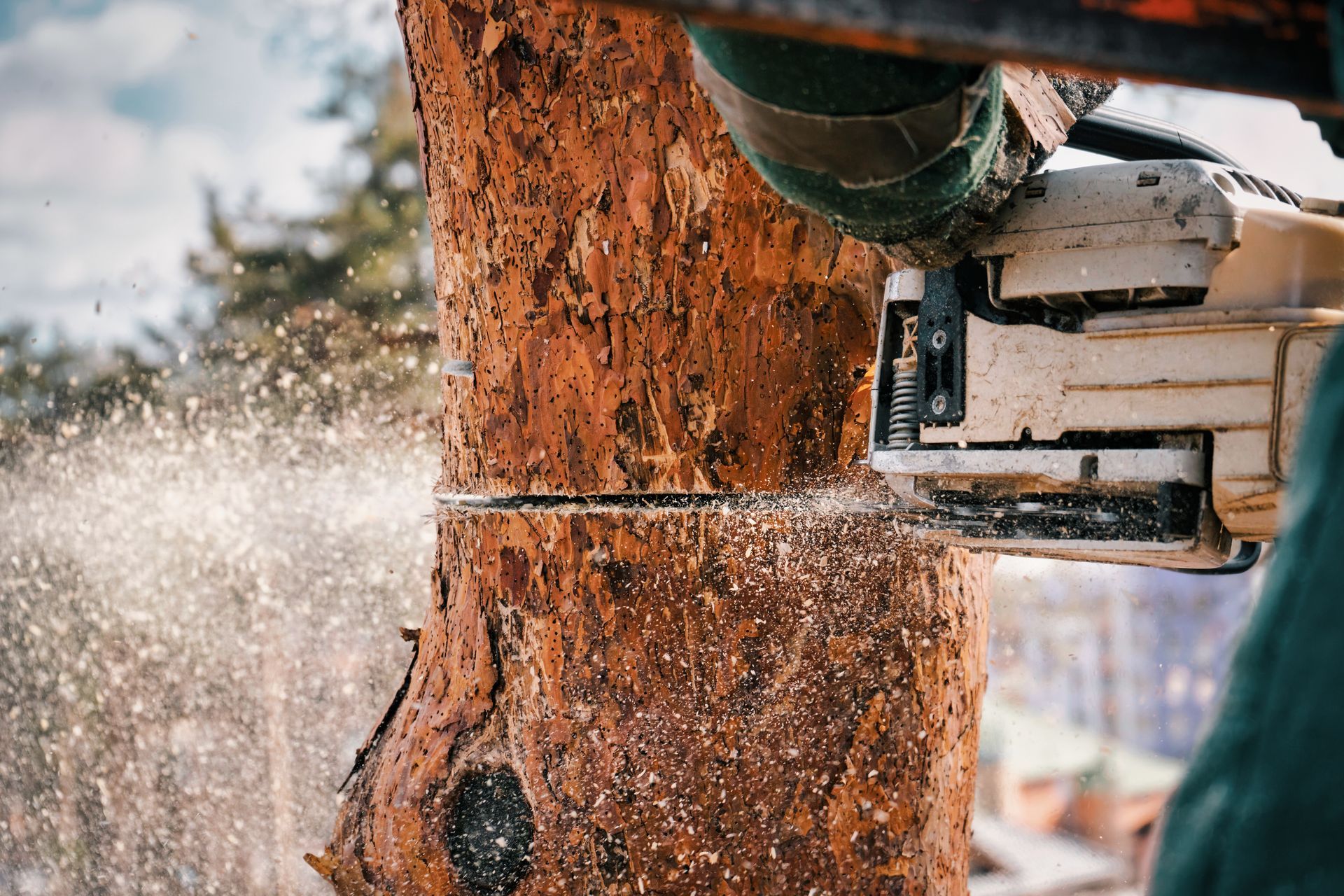 A chainsaw slices a tree trunk; sawdust bursts in close-up action. A chainsaw slices a tree trunk; sawdust bursts in close-up action.