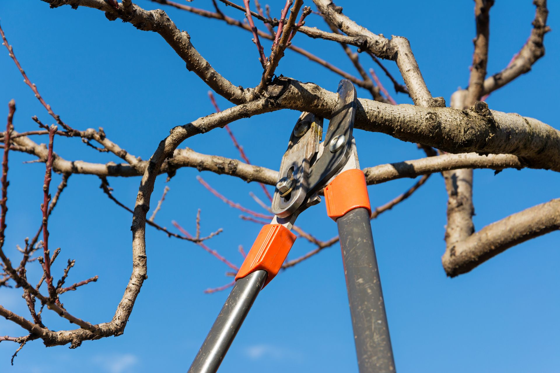 Pruning shears cutting a tree branch against a clear blue sky during seasonal trimming. Pruning shears cutting a tree branch against a clear blue sky during seasonal trimming.