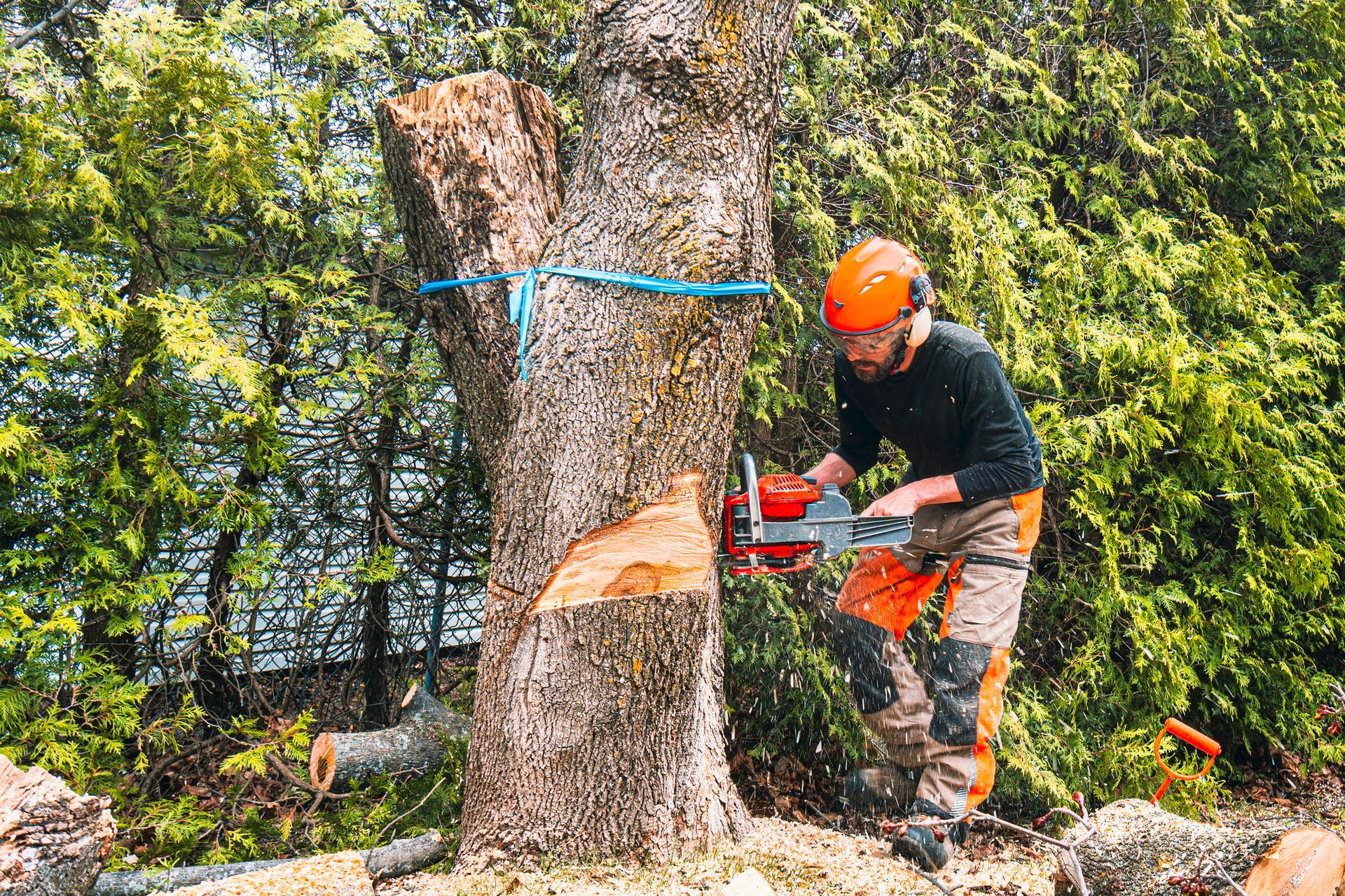 A man operates a chainsaw to cut down a tree in a forested area, highlighting tree removal services. A man operates a chainsaw to cut down a tree in a forested area, highlighting tree removal services.