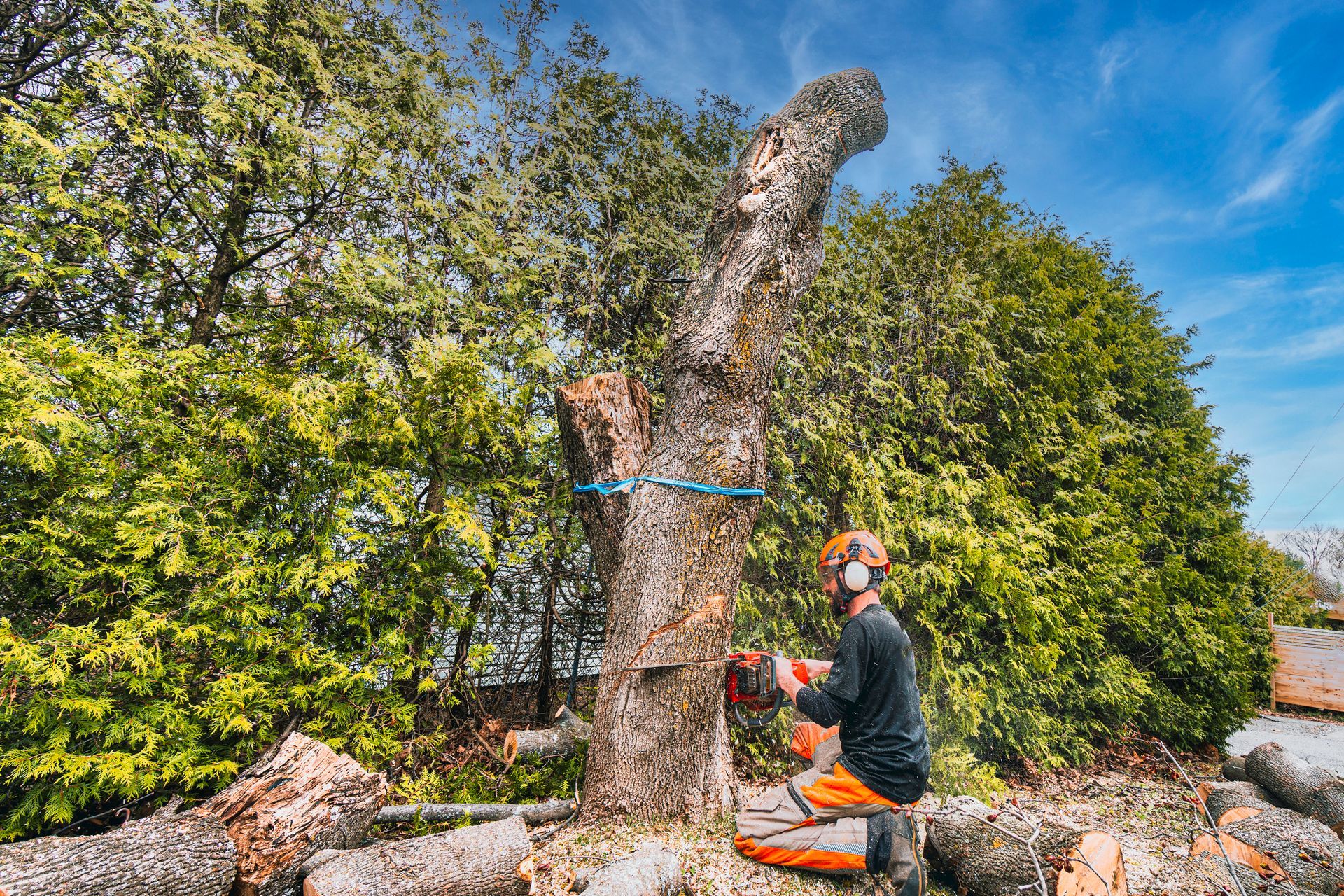 A man operates a chainsaw to cut down a tree in a forested area, highlighting tree removal services. A man operates a chainsaw to cut down a tree in a forested area, highlighting tree removal services.