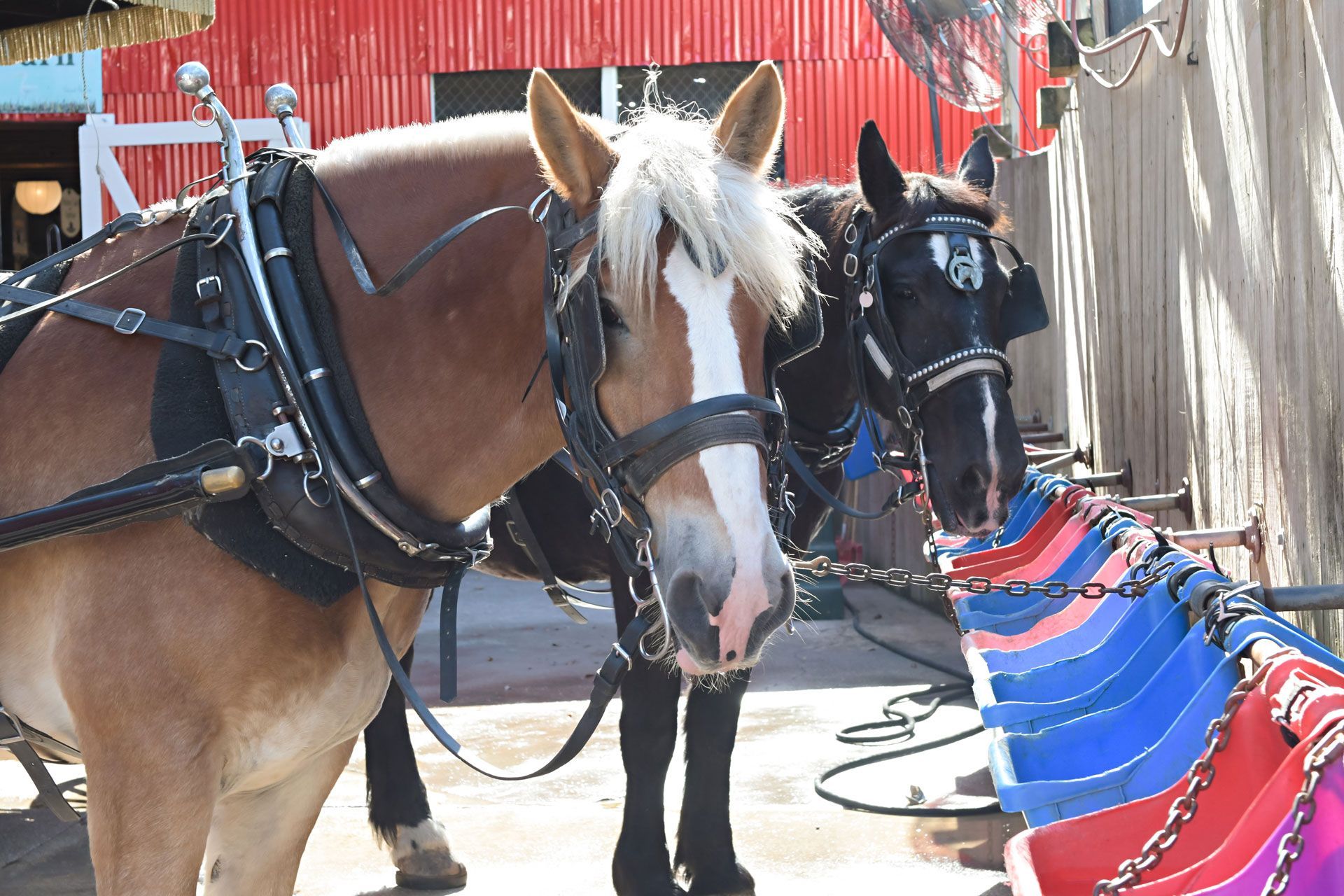 Two horses are standing next to a row of buckets