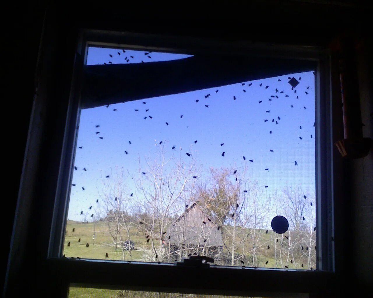 Window Full of Flies