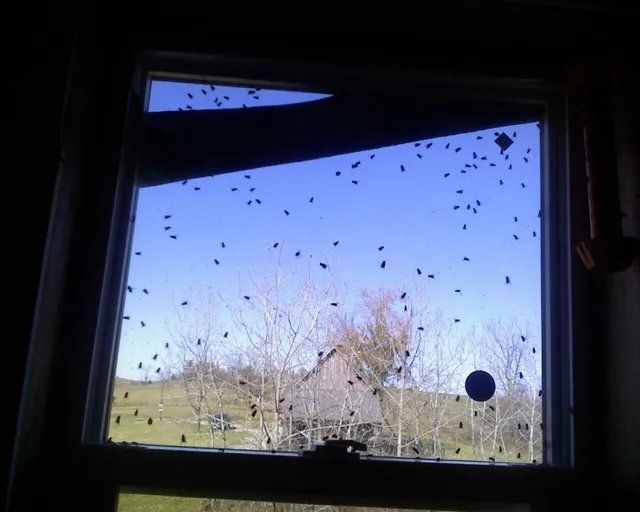 A Window Full of Flies