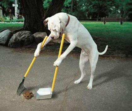 dog cleaning up feces a biohazard