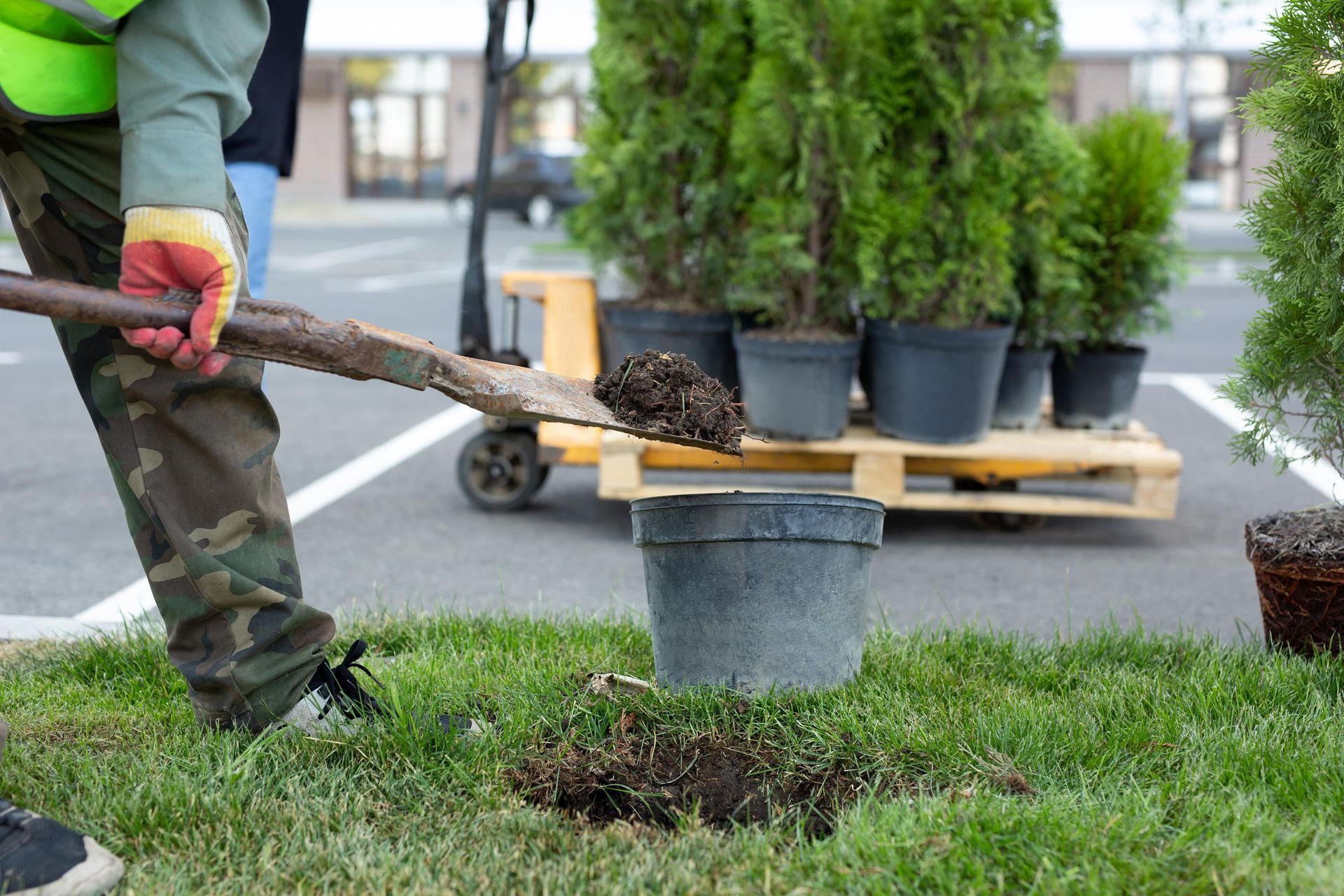 Man using a shovel to put dirt in a hole, with potted trees in background on pallet.