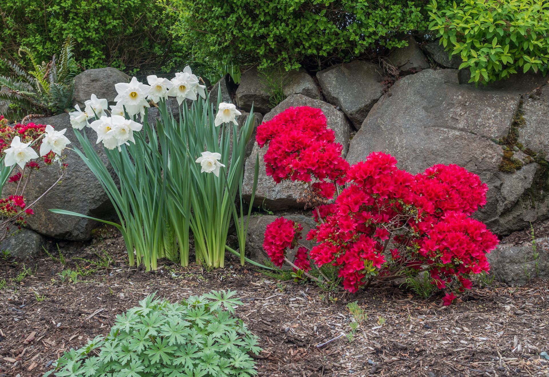White and red flowers blooming in a garden bed beside rocks and greenery