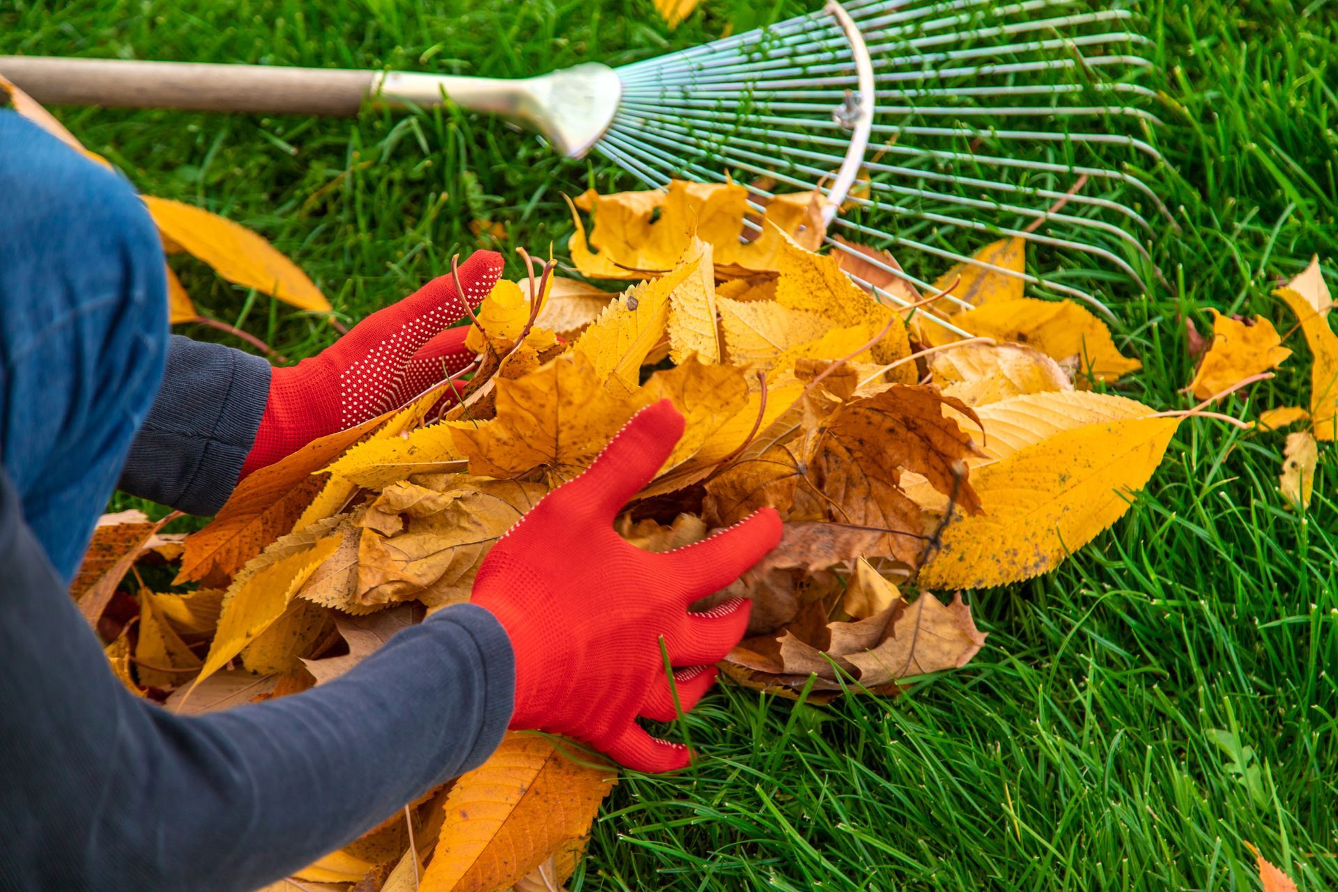 Gloved hands raking autumn leaves into a pile on green grass with a rake